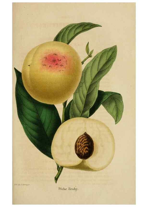 Reproducción/Reproduction 49268336943: Belgique horticole.. Liége.. 