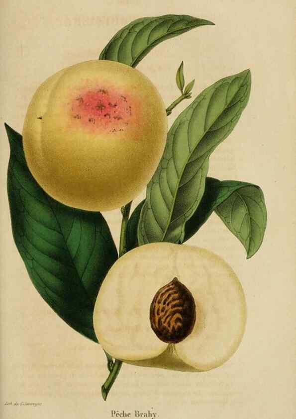Reproducción/Reproduction 49268336943: Belgique horticole.. Liége.. 