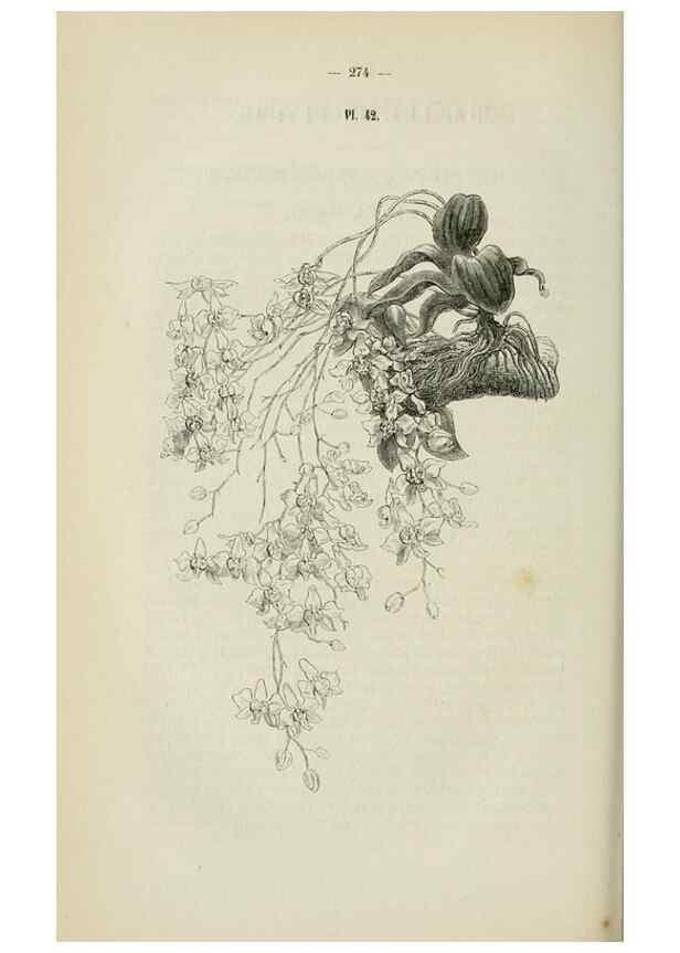 Reproducción/Reproduction 49268801186: Belgique horticole.. Liége.. 