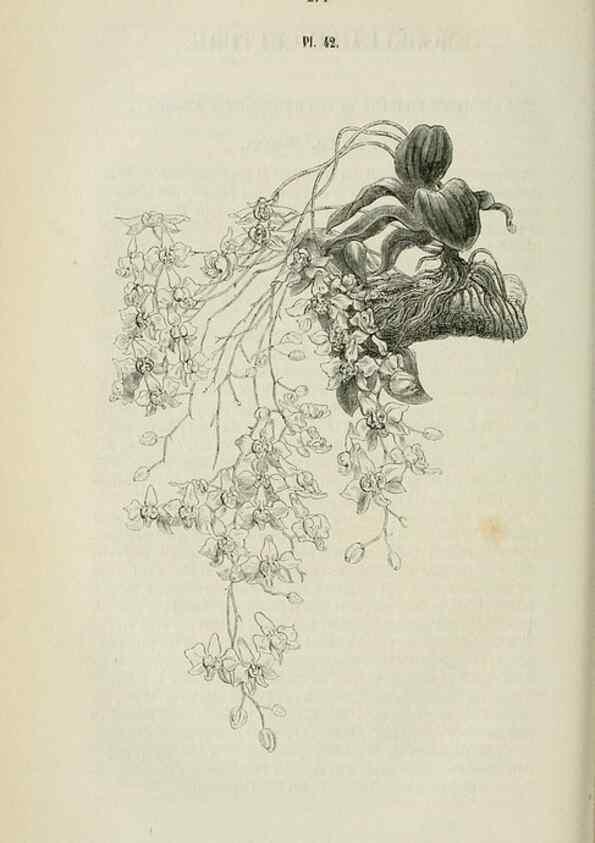 Reproducción/Reproduction 49268801186: Belgique horticole.. Liége.. 