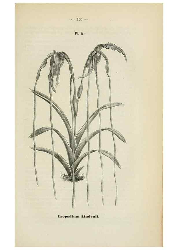 Reproducción/Reproduction 49268995992: Belgique horticole.. Liége.. 