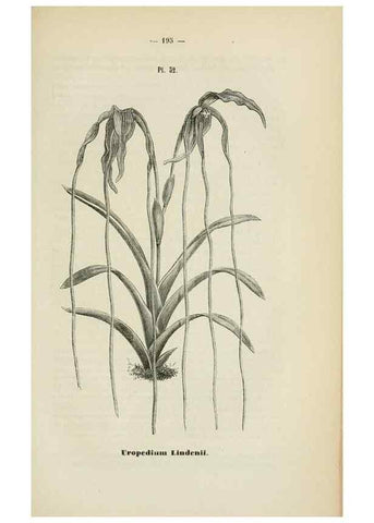 Reproducción/Reproduction 49268995992: Belgique horticole.. Liége.. 