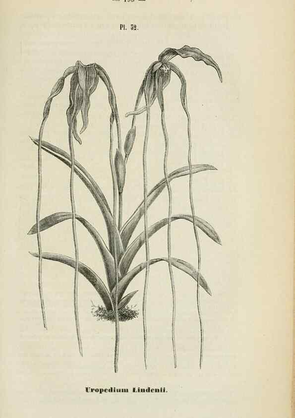Reproducción/Reproduction 49268995992: Belgique horticole.. Liége.. 