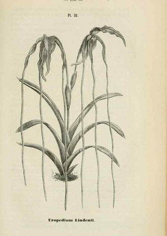Reproducción/Reproduction 49268995992: Belgique horticole.. Liége.. 