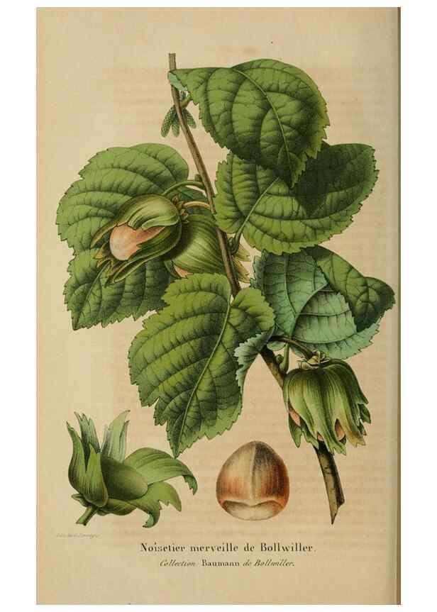 Reproducción/Reproduction 49268338903: Belgique horticole.. Liége.. 