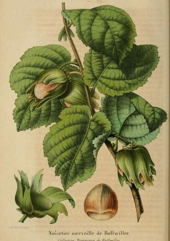Reproducción/Reproduction 49268338903: Belgique horticole.. Liége.. 