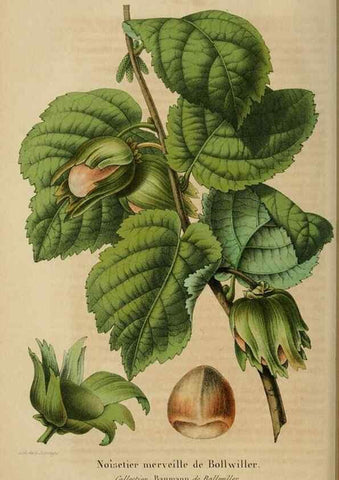Reproducción/Reproduction 49268338903: Belgique horticole.. Liége.. 