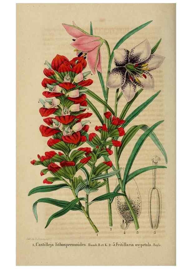 Reproducción/Reproduction 49268997317: Belgique horticole.. Liége.. 