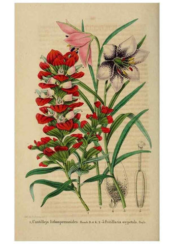Reproducción/Reproduction 49268997317: Belgique horticole.. Liége.. 