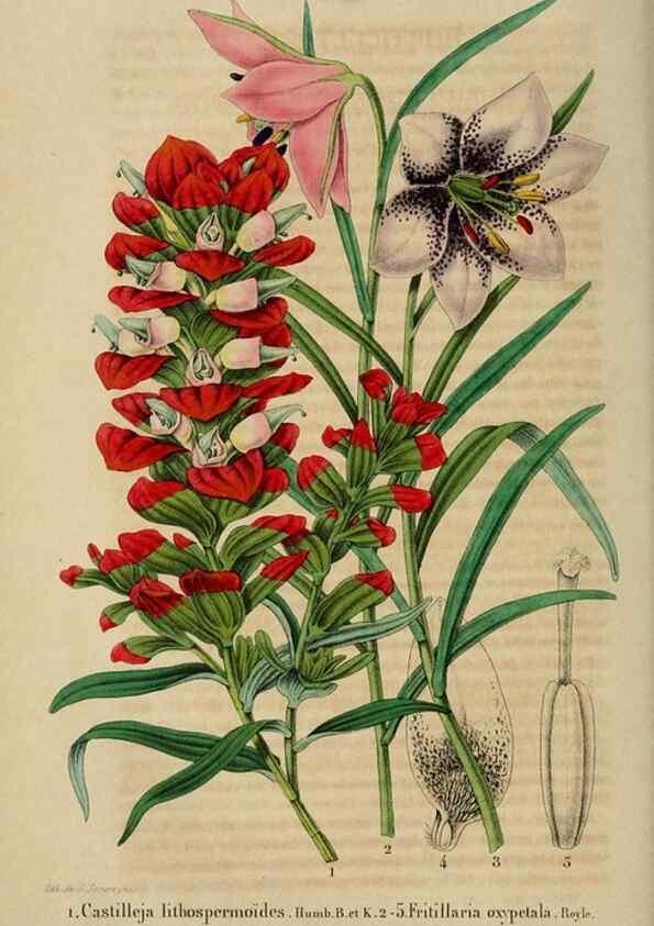 Reproducción/Reproduction 49268997317: Belgique horticole.. Liége.. 