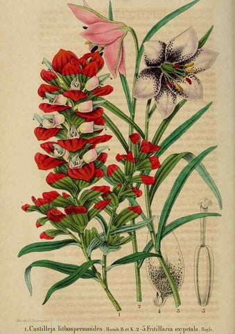 Reproducción/Reproduction 49268997317: Belgique horticole.. Liége.. 