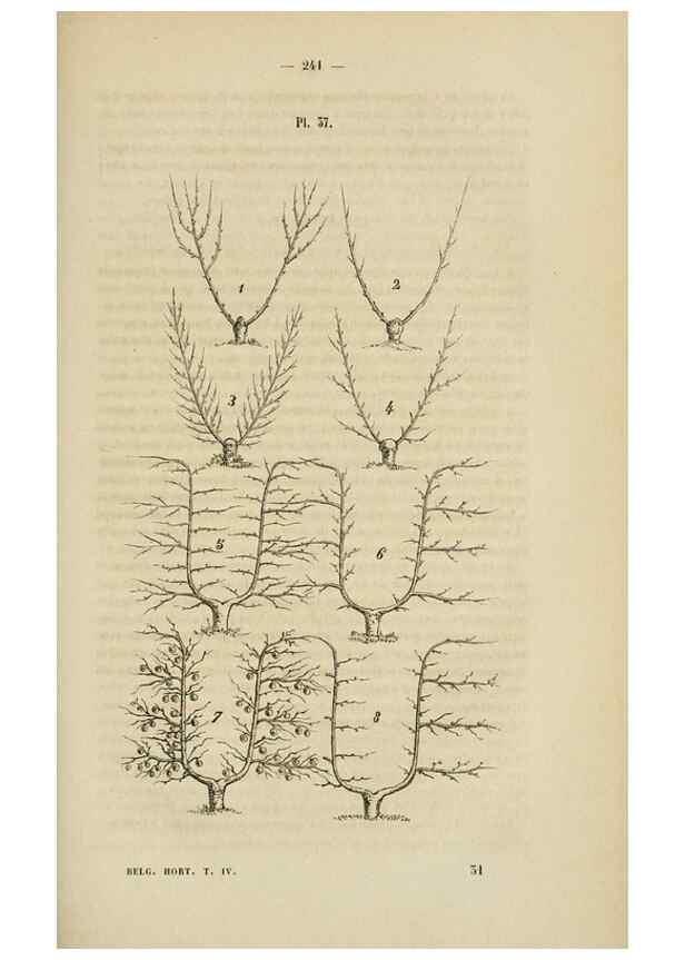 Reproducción/Reproduction 49268339553: Belgique horticole.. Liége.. 