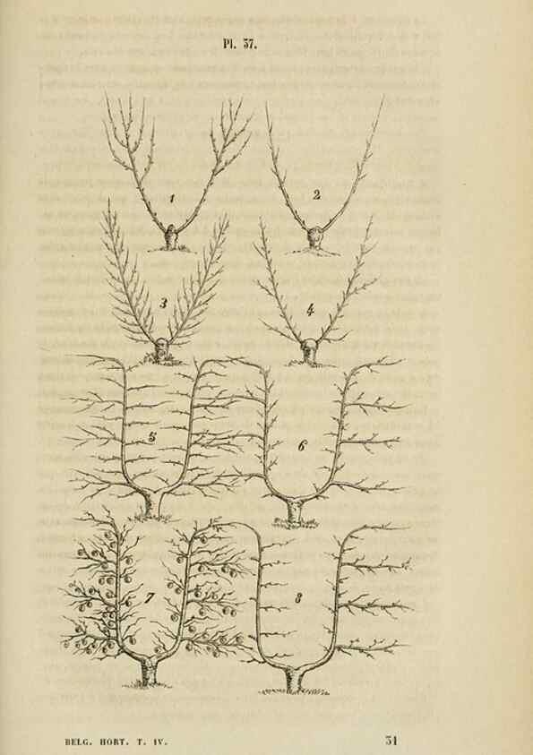 Reproducción/Reproduction 49268339553: Belgique horticole.. Liége.. 