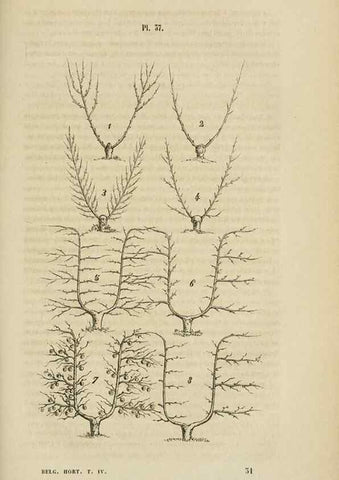 Reproducción/Reproduction 49268339553: Belgique horticole.. Liége.. 