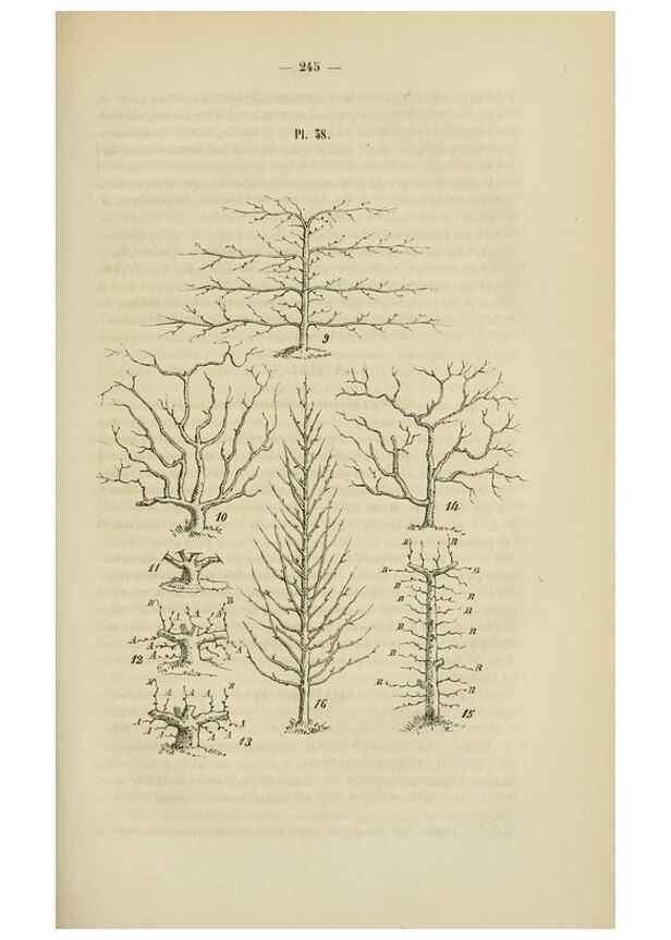 Reproducción/Reproduction 49268799626: Belgique horticole.. Liége.. 