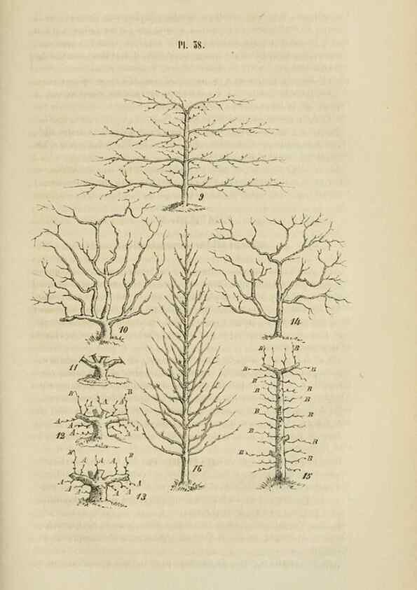 Reproducción/Reproduction 49268799626: Belgique horticole.. Liége.. 