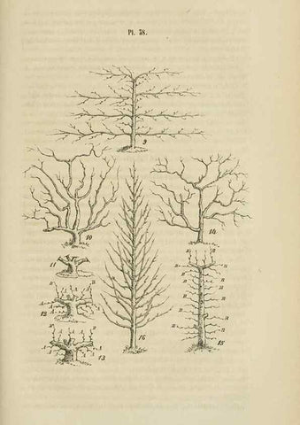Reproducción/Reproduction 49268799626: Belgique horticole.. Liége.. 