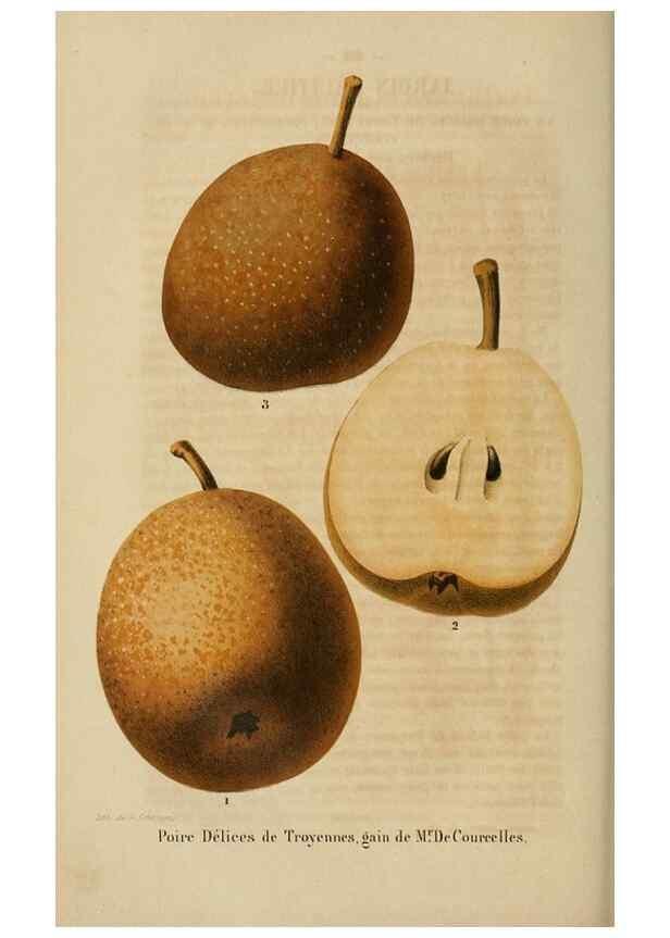 Reproducción/Reproduction 49268998152: Belgique horticole.. Liége.. 