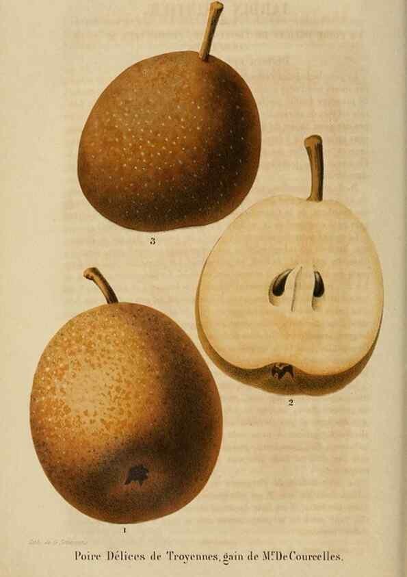 Reproducción/Reproduction 49268998152: Belgique horticole.. Liége.. 