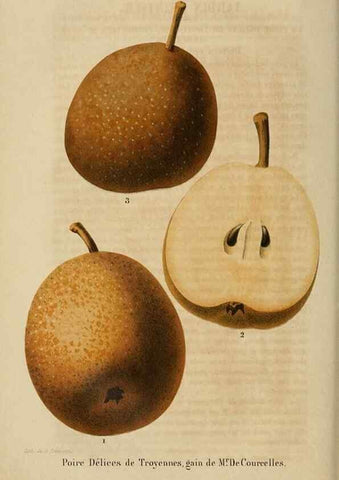Reproducción/Reproduction 49268998152: Belgique horticole.. Liége.. 