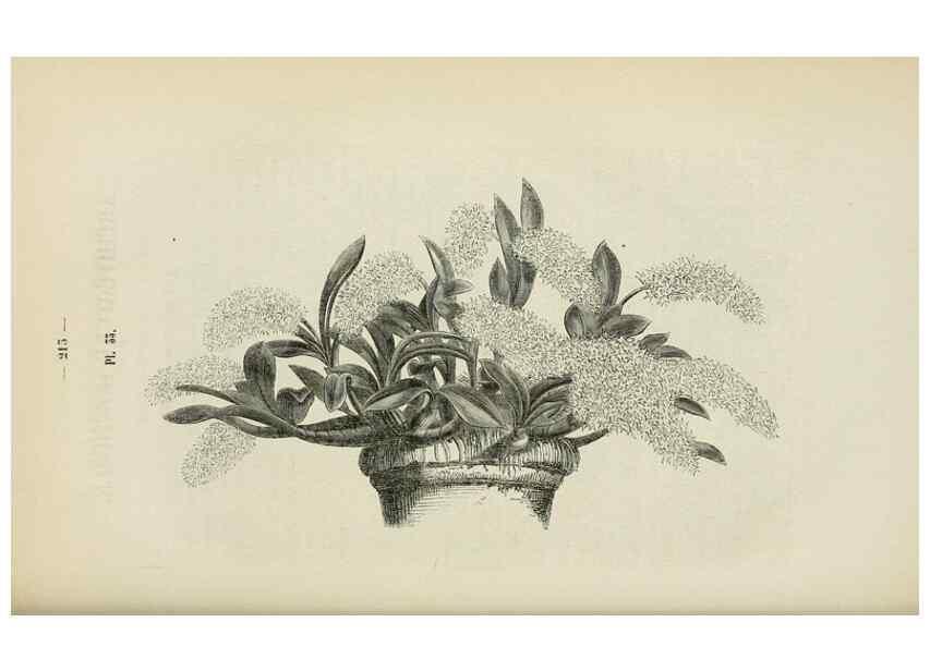 Reproducción/Reproduction 49268798081: Belgique horticole.. Liége.. 