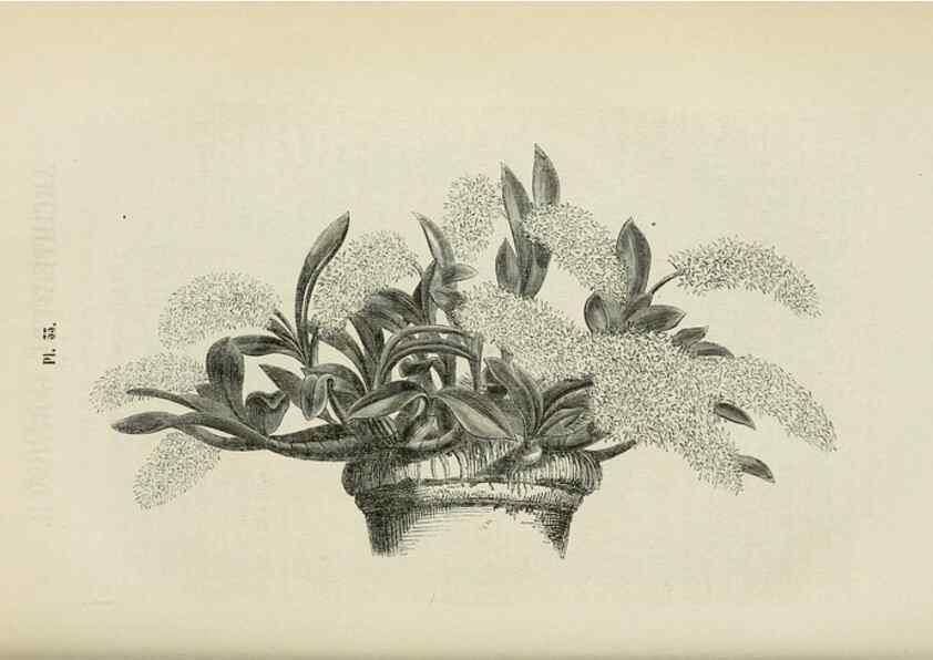 Reproducción/Reproduction 49268798081: Belgique horticole.. Liége.. 