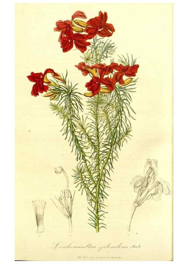 Reproducción/Reproduction 49492472342: Flore des serres et des jardins de l'Europe. A Gand :chez Louis van Houtte, eÌditeur,1845-1880.. 