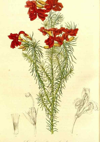 Reproducción/Reproduction 49492472342: Flore des serres et des jardins de l'Europe. A Gand :chez Louis van Houtte, eÌditeur,1845-1880.. 