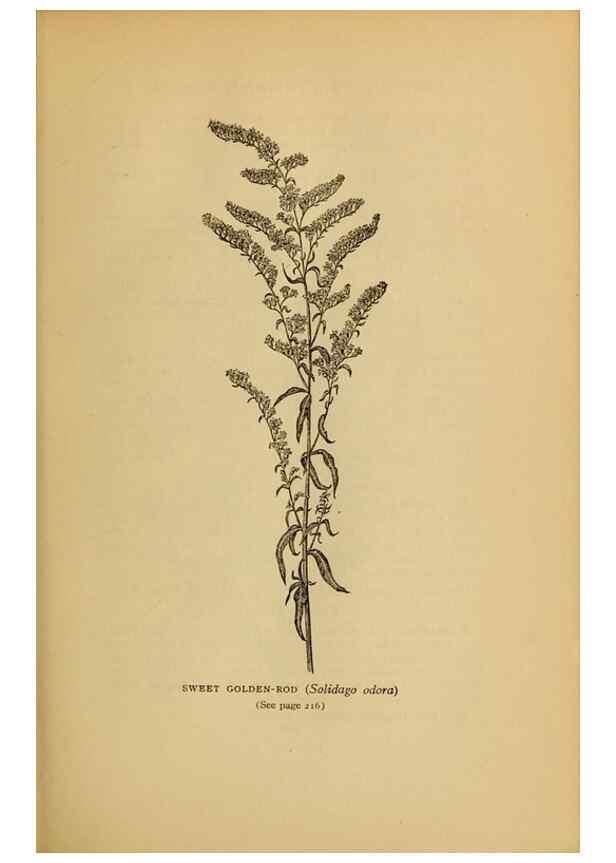 Reproducción/Reproduction 49304198256: Harper's guide to wild flowers,. New York,Harper,1912.. 