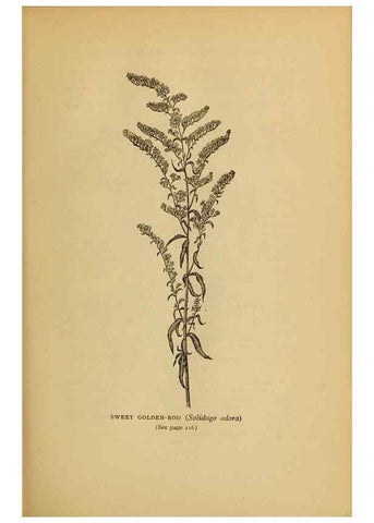 Reproducción/Reproduction 49304198256: Harper's guide to wild flowers,. New York,Harper,1912.. 