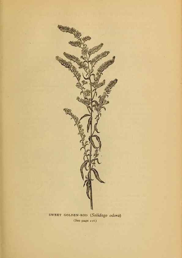 Reproducción/Reproduction 49304198256: Harper's guide to wild flowers,. New York,Harper,1912.. 