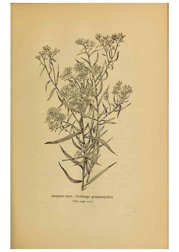 Reproducción/Reproduction 49304408362: Harper's guide to wild flowers,. New York,Harper,1912.. 