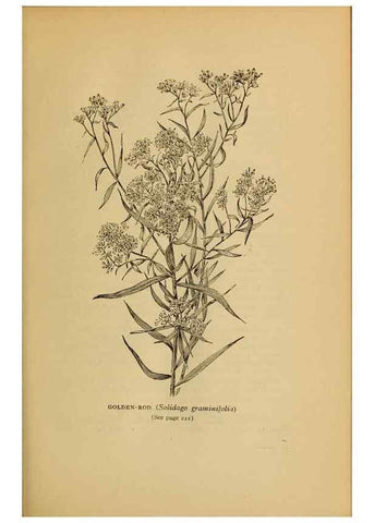 Reproducción/Reproduction 49304408362: Harper's guide to wild flowers,. New York,Harper,1912.. 