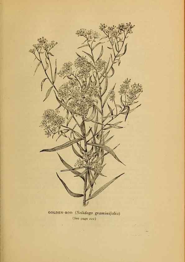 Reproducción/Reproduction 49304408362: Harper's guide to wild flowers,. New York,Harper,1912.. 