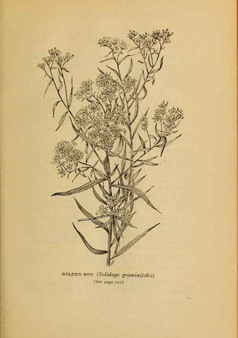 Reproducción/Reproduction 49304408362: Harper's guide to wild flowers,. New York,Harper,1912.. 
