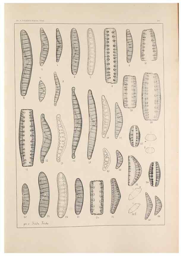 Reproducción/Reproduction 49352628367: Atlas der Diatomaceen-Kunde /. Leipzig :O.R. Reisland,[1874-19.. 