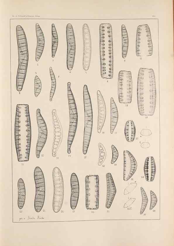Reproducción/Reproduction 49352628367: Atlas der Diatomaceen-Kunde /. Leipzig :O.R. Reisland,[1874-19.. 