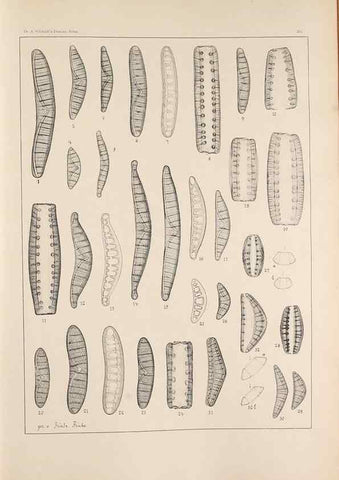Reproducción/Reproduction 49352628367: Atlas der Diatomaceen-Kunde /. Leipzig :O.R. Reisland,[1874-19.. 