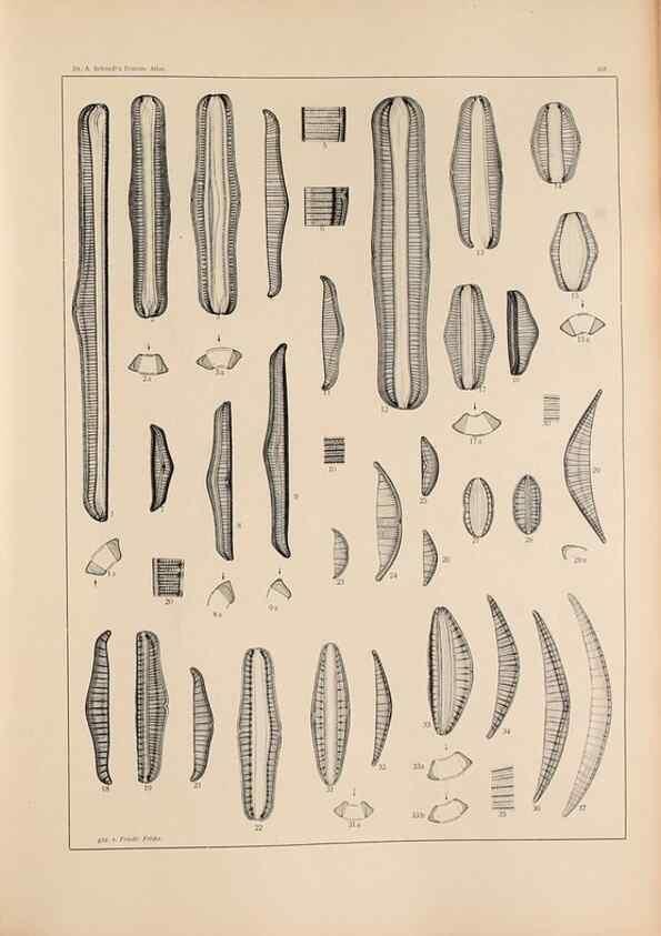 Reproducción/Reproduction 49351966423: Atlas der Diatomaceen-Kunde /. Leipzig :O.R. Reisland,[1874-19.. 