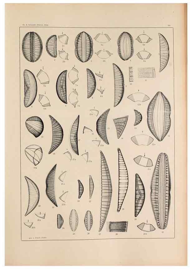 Reproducción/Reproduction 49351966723: Atlas der Diatomaceen-Kunde /. Leipzig :O.R. Reisland,[1874-19.. 