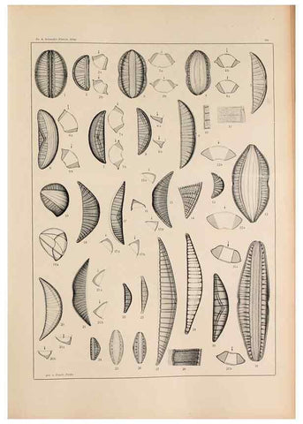 Reproducción/Reproduction 49351966723: Atlas der Diatomaceen-Kunde /. Leipzig :O.R. Reisland,[1874-19.. 