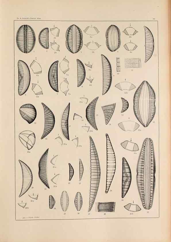Reproducción/Reproduction 49351966723: Atlas der Diatomaceen-Kunde /. Leipzig :O.R. Reisland,[1874-19.. 