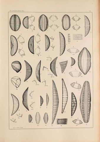 Reproducción/Reproduction 49351966723: Atlas der Diatomaceen-Kunde /. Leipzig :O.R. Reisland,[1874-19.. 