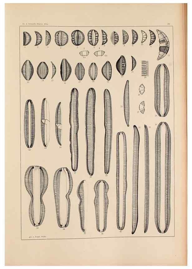 Reproducción/Reproduction 49352423716: Atlas der Diatomaceen-Kunde /. Leipzig :O.R. Reisland,[1874-19.. 