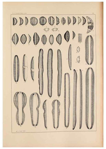 Reproducción/Reproduction 49352423716: Atlas der Diatomaceen-Kunde /. Leipzig :O.R. Reisland,[1874-19.. 