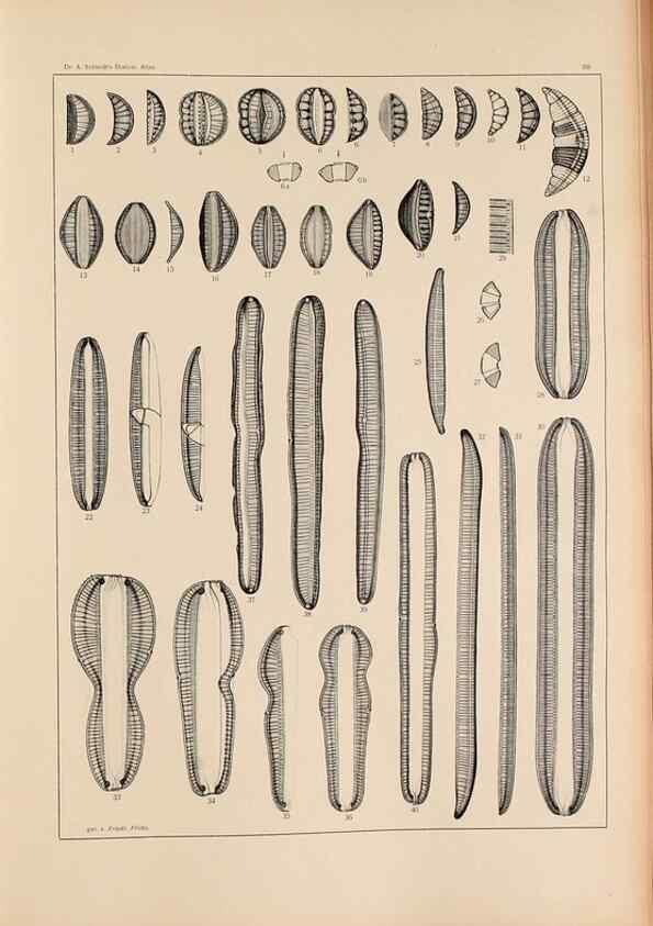Reproducción/Reproduction 49352423716: Atlas der Diatomaceen-Kunde /. Leipzig :O.R. Reisland,[1874-19.. 