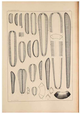 Reproducción/Reproduction 49352629942: Atlas der Diatomaceen-Kunde /. Leipzig :O.R. Reisland,[1874-19.. 