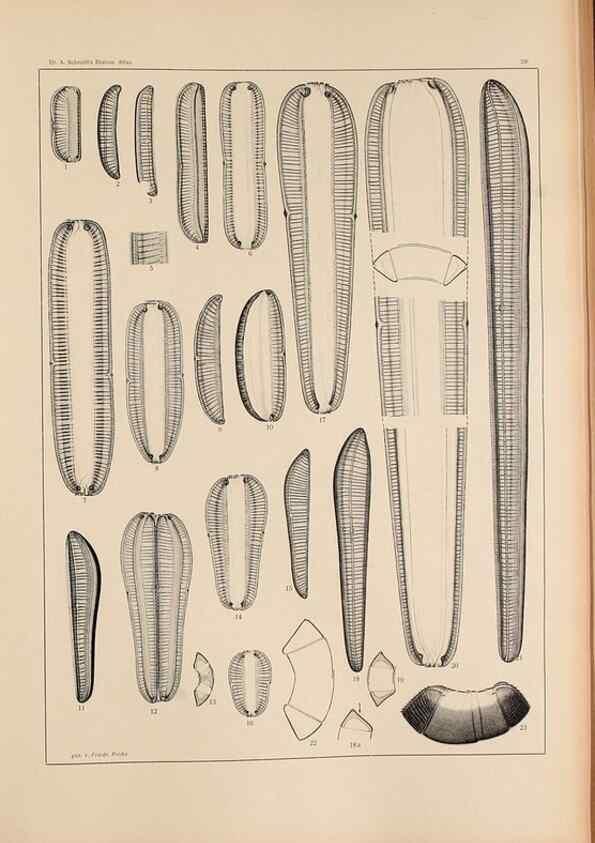 Reproducción/Reproduction 49352629942: Atlas der Diatomaceen-Kunde /. Leipzig :O.R. Reisland,[1874-19.. 