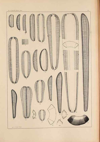 Reproducción/Reproduction 49352629942: Atlas der Diatomaceen-Kunde /. Leipzig :O.R. Reisland,[1874-19.. 