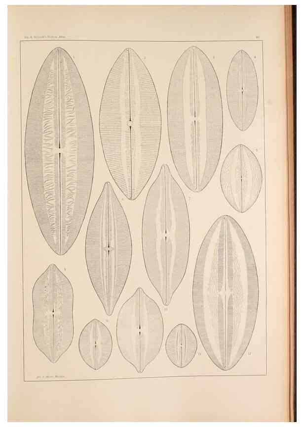 Reproducción/Reproduction 49352630302: Atlas der Diatomaceen-Kunde /. Leipzig :O.R. Reisland,[1874-19.. 